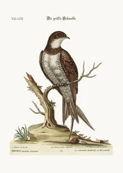 Der größte Martin oder Swift, 1749-73